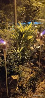 Close-up of illuminated flowering plants on field