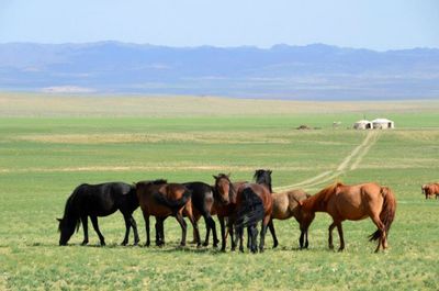 Horse grazing on grassy field