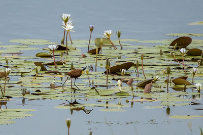 View of birds in lake