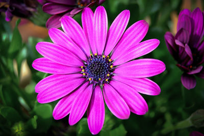 Close-up of pink flower blooming outdoors