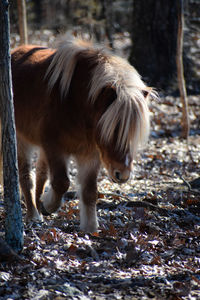 Horse standing in a field