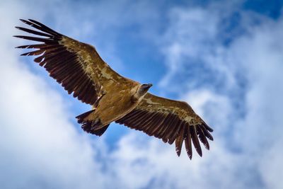 Low angle view of eagle flying against sky