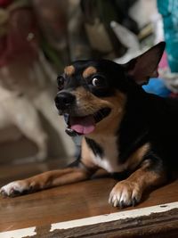 Close-up of dog looking away