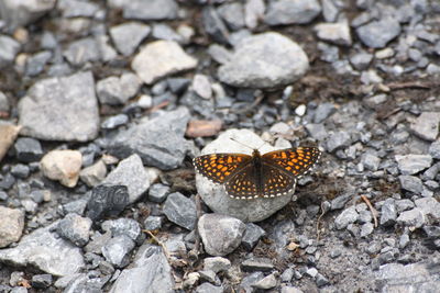 High angle view of butterfly on ground