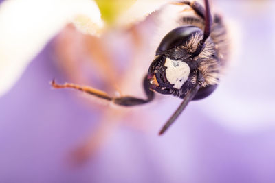 Close-up of bee on purple flower