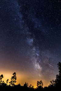 Low angle view of trees against star field