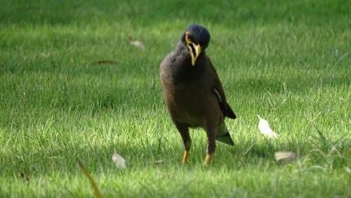 View of bird on field