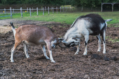 Deer in a field