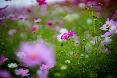 Close-up of pink cosmos flowering plants on field