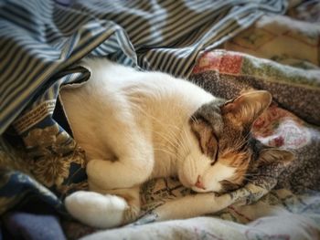 Close-up of cat sleeping on bed