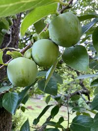 Close-up of fruits growing on tree