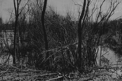 Bare tree in forest during winter