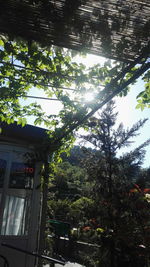 Low angle view of trees against sky