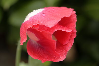 Close-up of pink rose flower