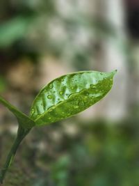 Close-up of raindrops on leaf