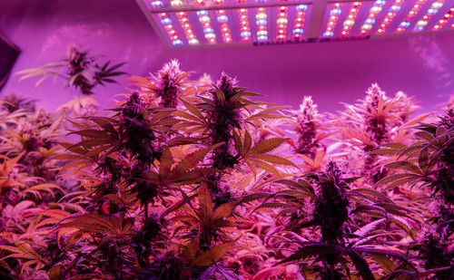 Low angle view of purple flowering plants at night