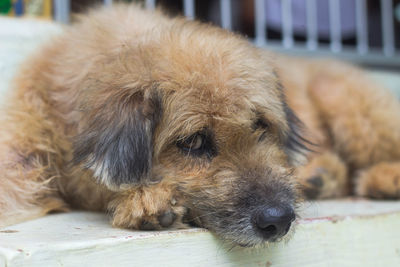 Close-up of dog sleeping on floor
