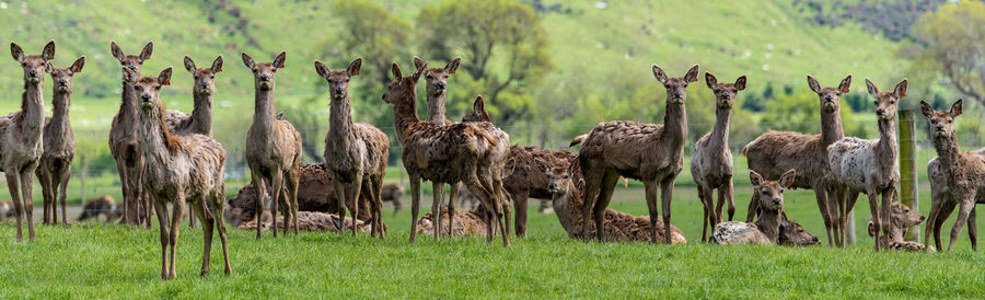 Panoramic view of deer standing on grassy field