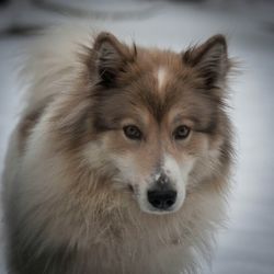 Close-up portrait of a dog