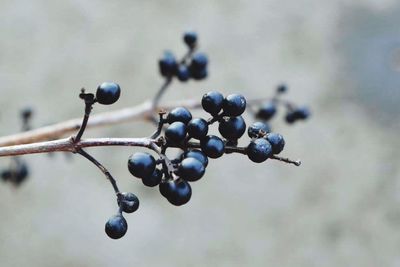 Close-up of berries