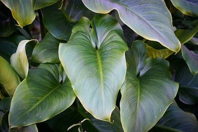 Close-up of green leaves on plant