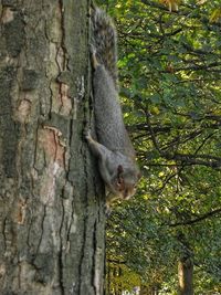 Squirrel on tree trunk