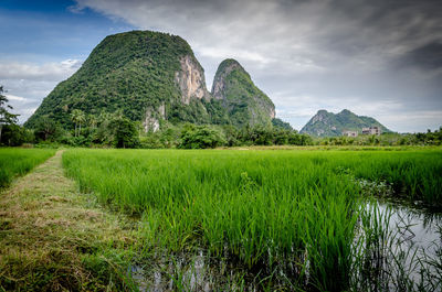 Scenic view of farm against sky