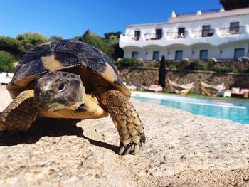 Close-up of a turtle against the sky