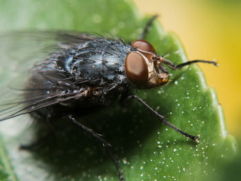 Close-up of insect