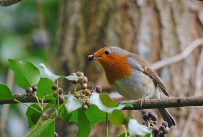 Close-up of bird perching on tree