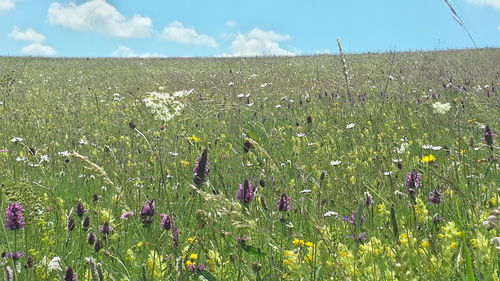 Scenic view of field against sky