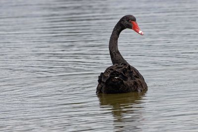 Black swan swimming in lake