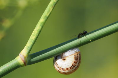 Close-up of insect on plant