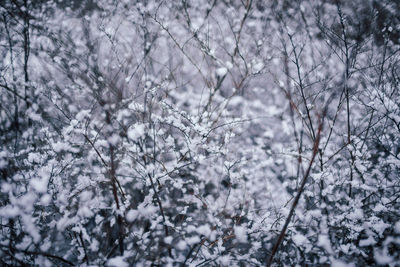 Snow covered plants against trees