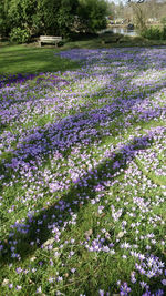 Purple flowers growing on field