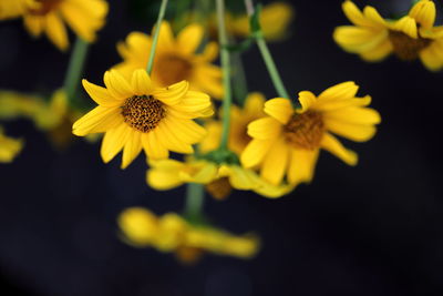 Close-up of yellow flowering plant