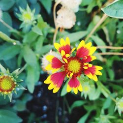 Close-up of yellow flowers blooming outdoors