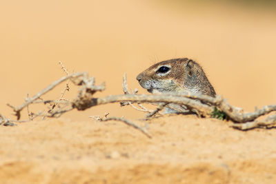 Close-up of squirrel on rock