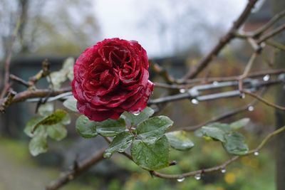 Close-up of red rose on plant