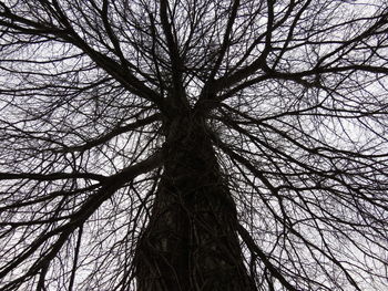 Low angle view of tree against sky