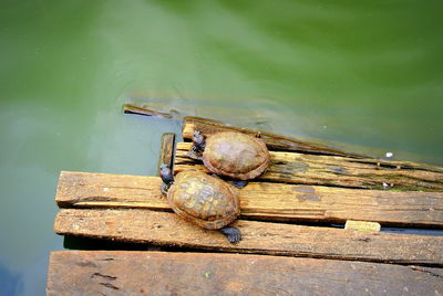 Two turtles resting on the pier 