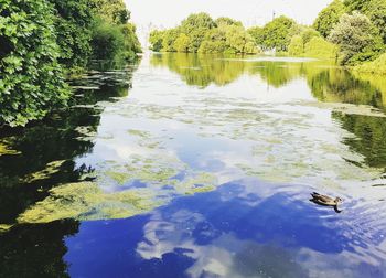 Reflection of trees in lake