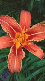 Close-up of orange day lily blooming outdoors