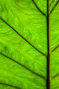 leaf