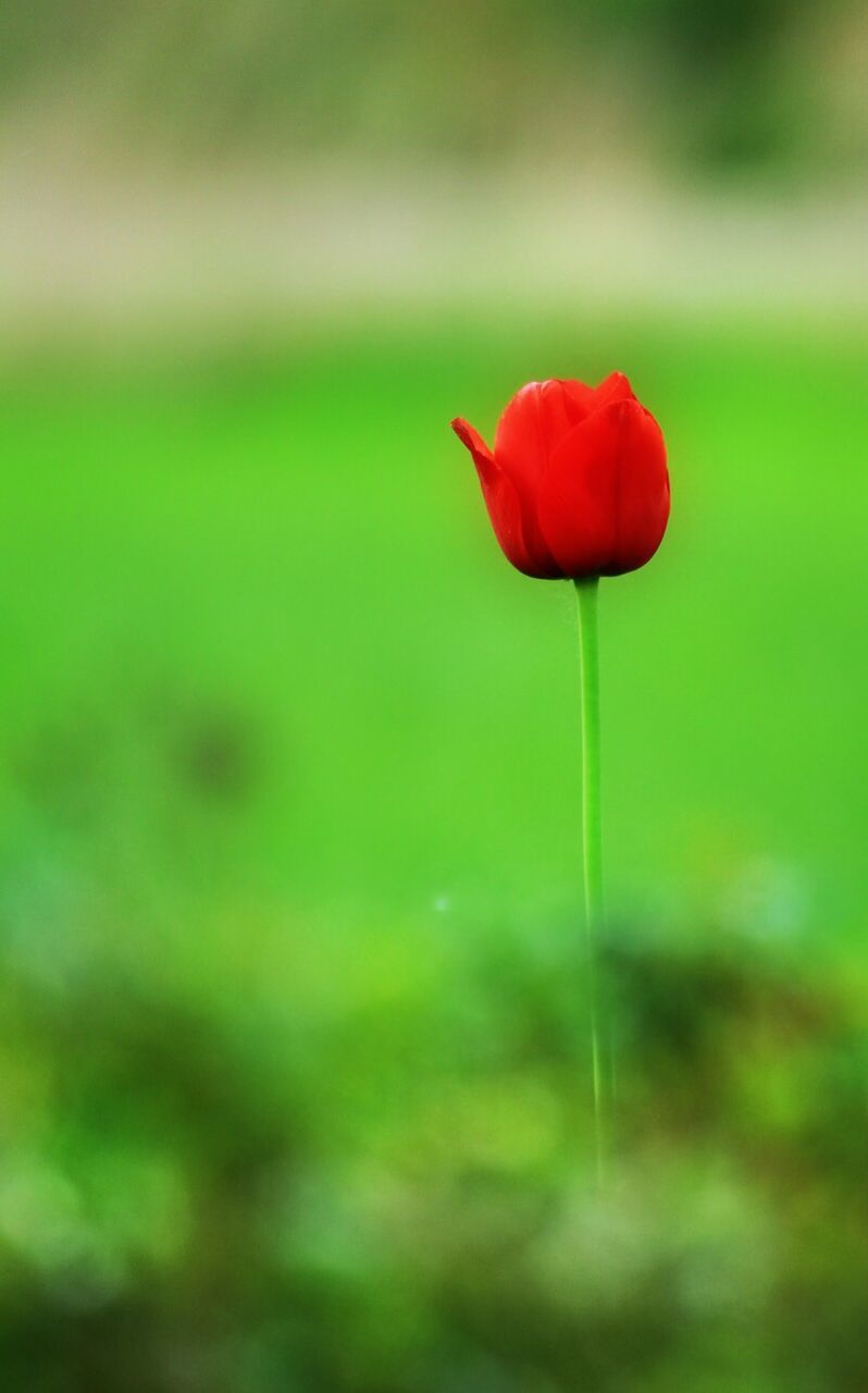 flower, petal, freshness, fragility, flower head, growth, red, single flower, beauty in nature, stem, focus on foreground, close-up, plant, nature, bud, blooming, poppy, selective focus, tulip, field