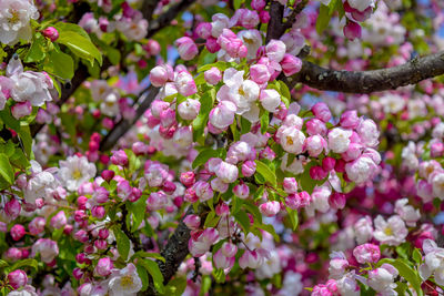 Close-up of pink cherry blossoms in spring