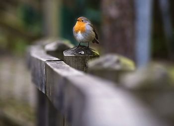 Close-up of bird perching on railing