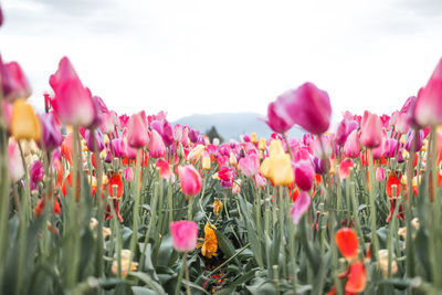 Close-up of pink tulips on field against sky