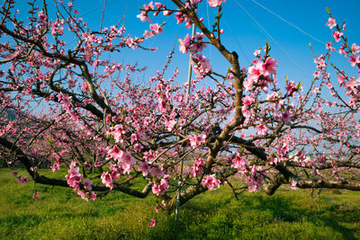 Low angle view of pink cherry blossoms in spring