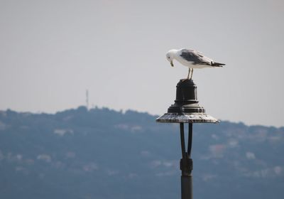 Seagull perching on wooden post against sky